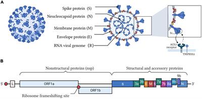 Frontiers | Nucleic Acid Testing Of SARS-CoV-2: A Review Of Current ...